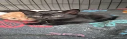 Mixed Breed cats for sale: Kittens 8 weeks old - Advert 7