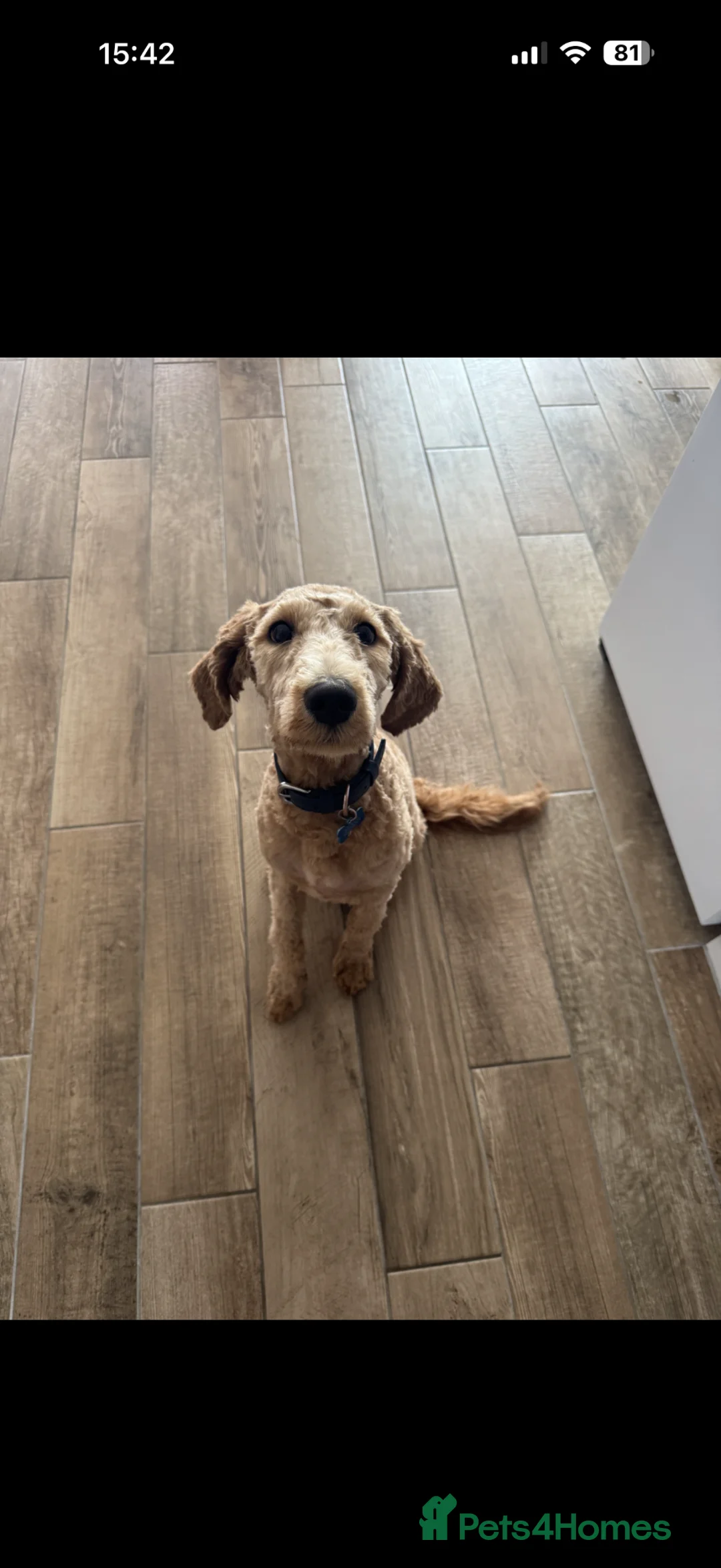 Double Doodle dogs for sale: Double Doodle Puppy / Young Dog 15 months old - Advert 3