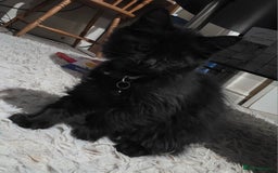 Mixed Breed cats for sale: Adorable fluffy kittens looking for a new home. - Image 15