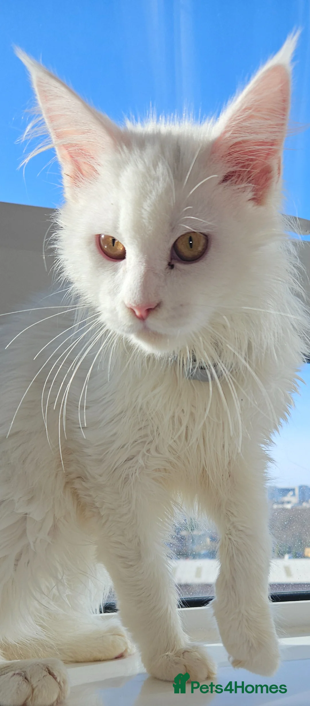 Maine Coon cats for sale: Male kitten,10 weeks old in Newcastle upon Tyne - Advert 2