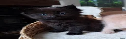 Maine Coon cats for sale: 5 MAINE COON CROSS KITTENS - 3 LEFT - Advert 19