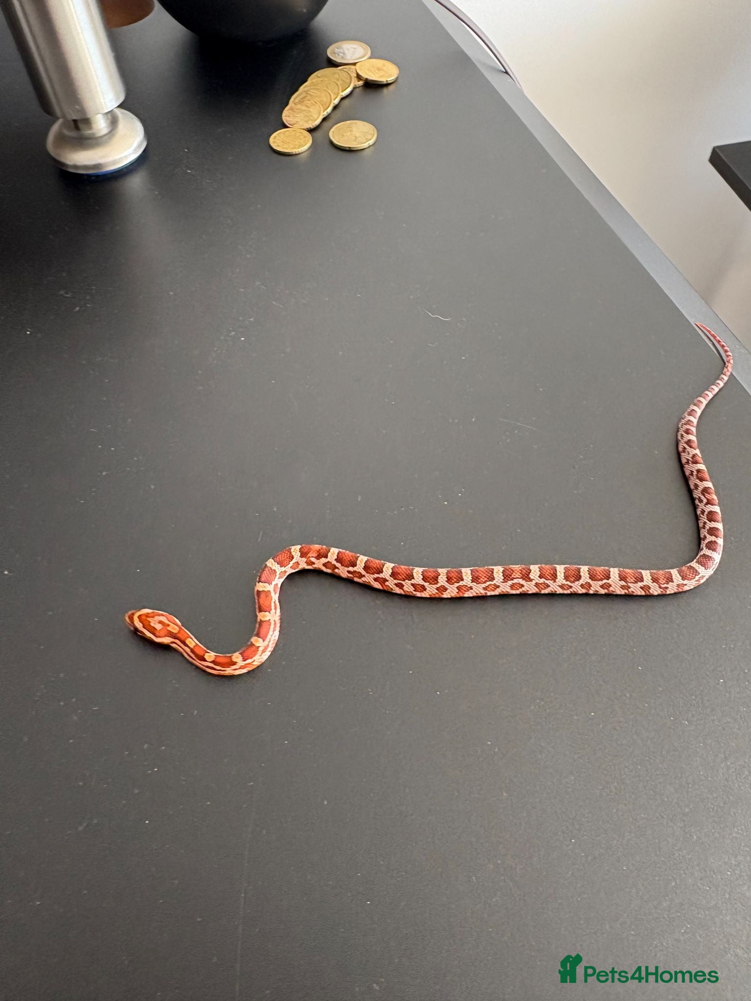 Corn Snake reptiles Het Palmetto Corn Snake - Advert 1