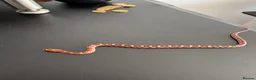 Corn Snake reptiles for sale: Het Palmetto Corn Snake in Sittingbourne - Advert 1