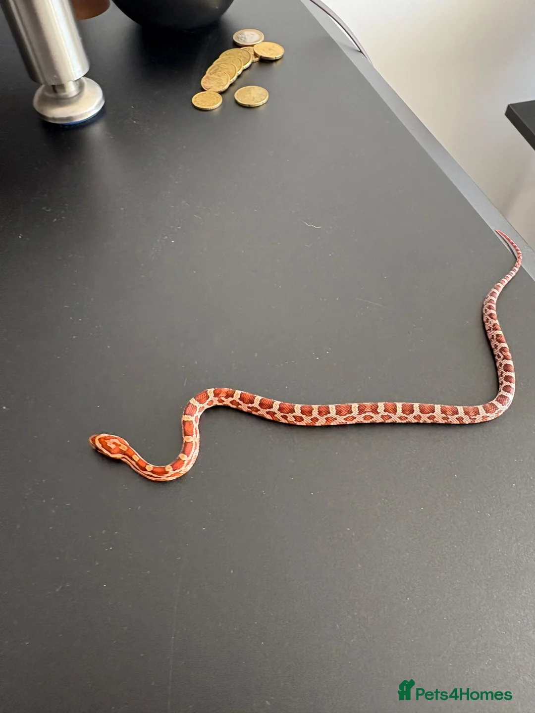 Corn Snake reptiles for sale: Het Palmetto Corn Snake in Sittingbourne - Advert 1