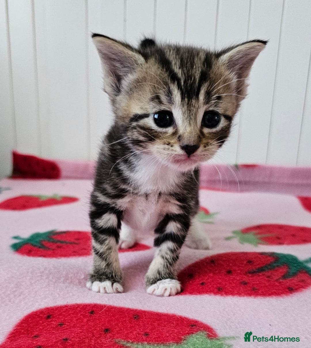 Mixed Breed cats for sale: Two beautiful litters of kittens😻🐱😹 - Image 4