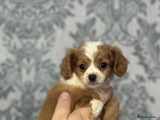 Chipoo dogs READY TO LEAVE THIS WEEK! Chipoo puppies - Advert 9