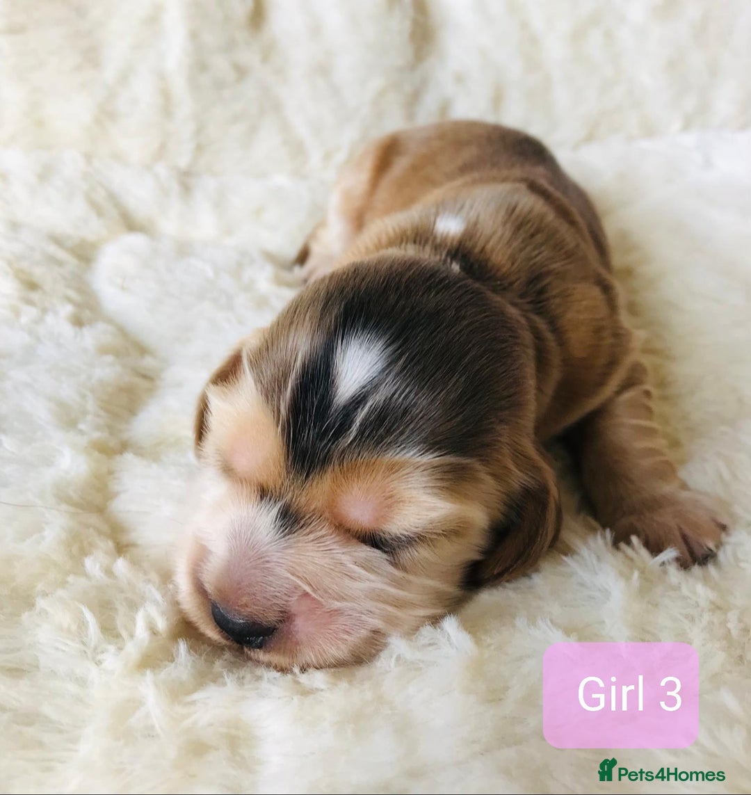 Cocker Spaniel dogs for sale: Show Type Health Tested, KC Reg puppies  - Image 16