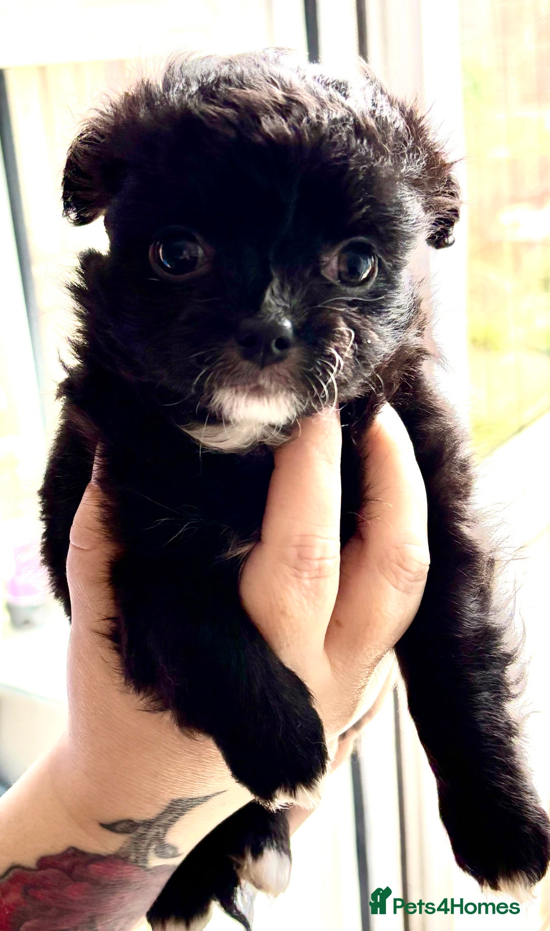 Chihuahua dogs for sale: 3 long haired Chihuahua puppies - Image 3