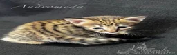 Savannah cats for sale: Excellent Quality Tica Registered Purebred kittens - Advert 5