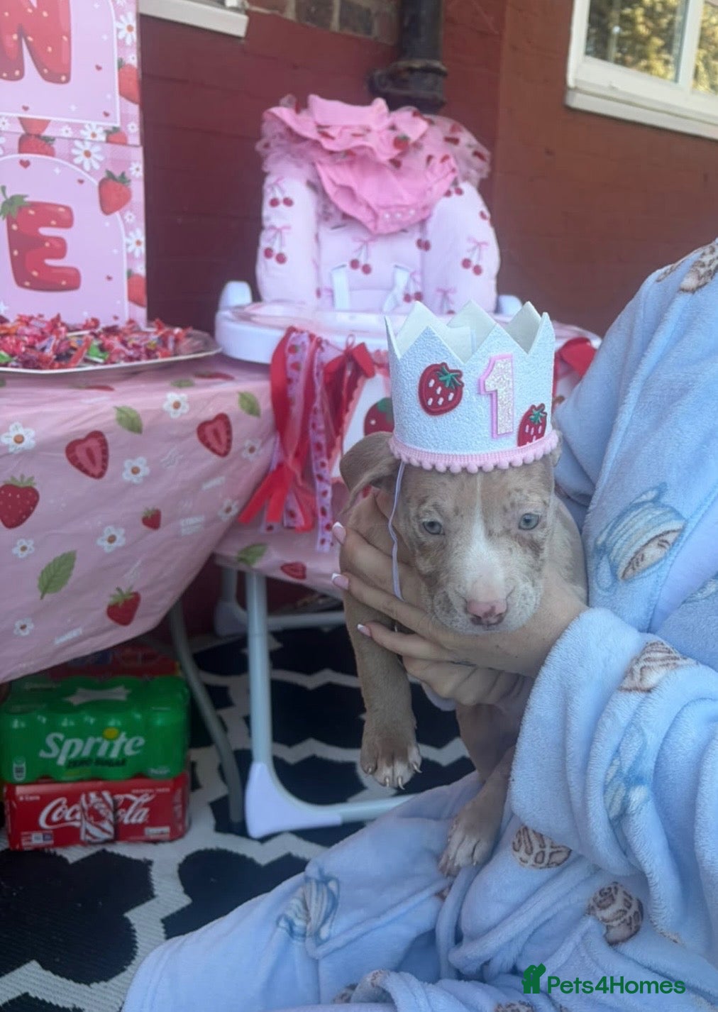 Chihuahua dogs Merl puppy girl  - Advert 20