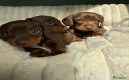 Dachshund dogs for sale: PERFECT MINIATURE DACHSHUNDS BABIES 🐶 - Image 16