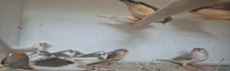 Finches birds for sale: ZEBRA FINCHES FOR SALE - Advert 12
