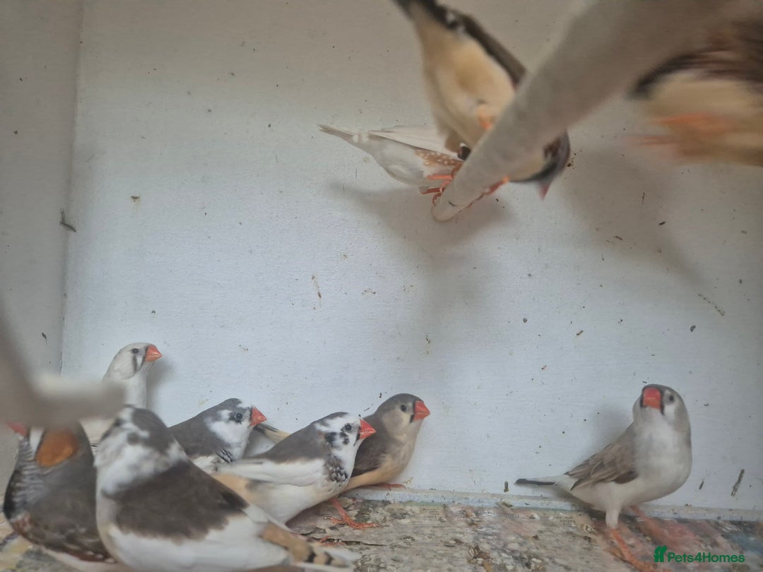 Finches birds for sale: ZEBRA FINCHES FOR SALE - Image 12