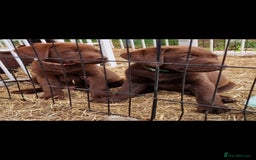 Labrador Retriever dogs for sale: KC REG.. READY NOW!. CHOCOLATE LABRADOR  - Image 9