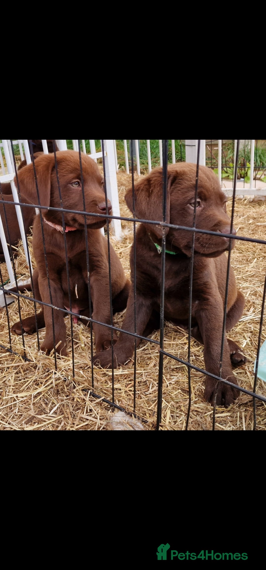 Labrador Retriever dogs for sale: KC REG.. READY NOW!. CHOCOLATE LABRADOR  - Image 9