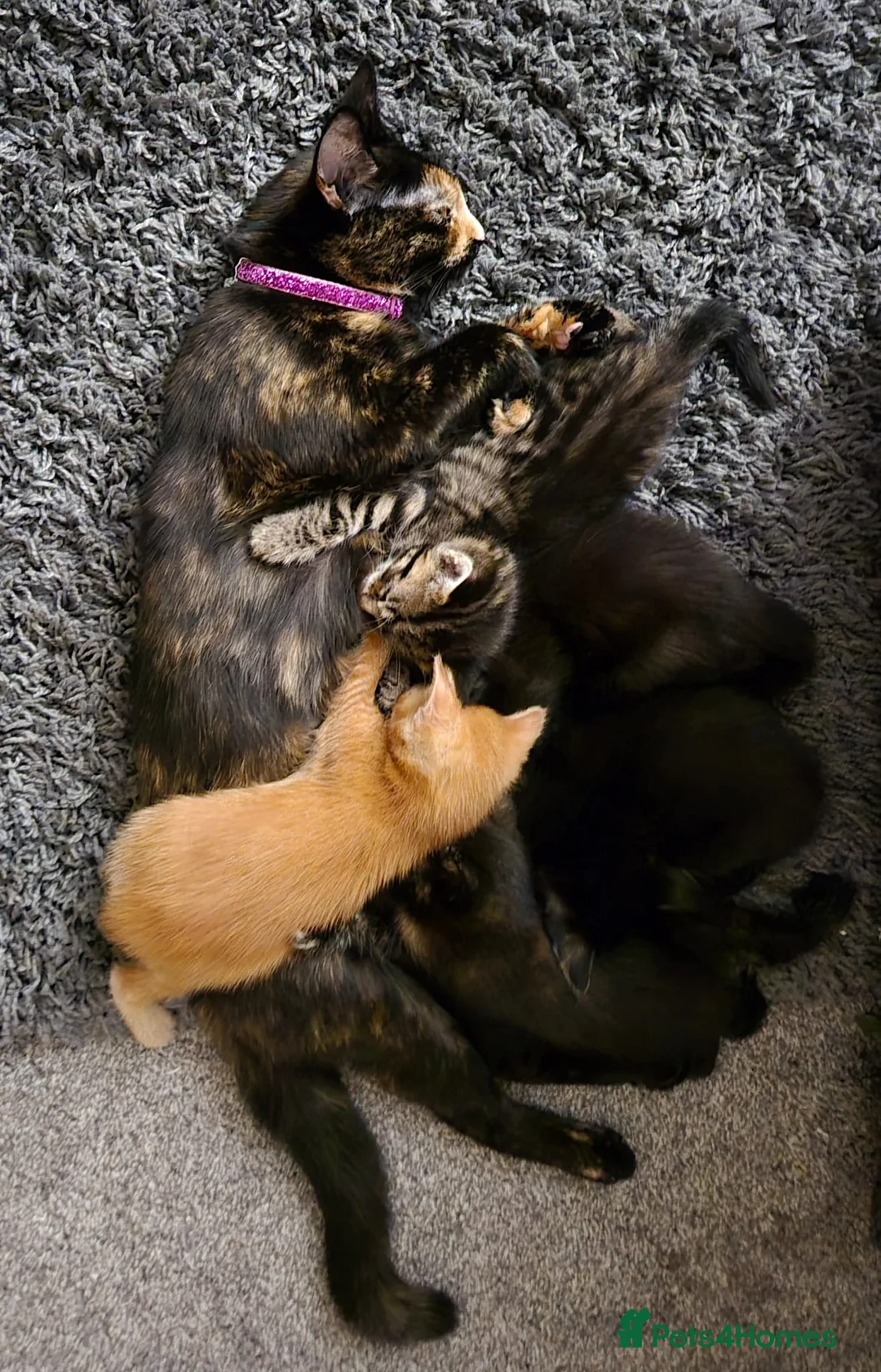 Mixed Breed cats for sale: 3 cute playful kittens  in Peterborough - Advert 3