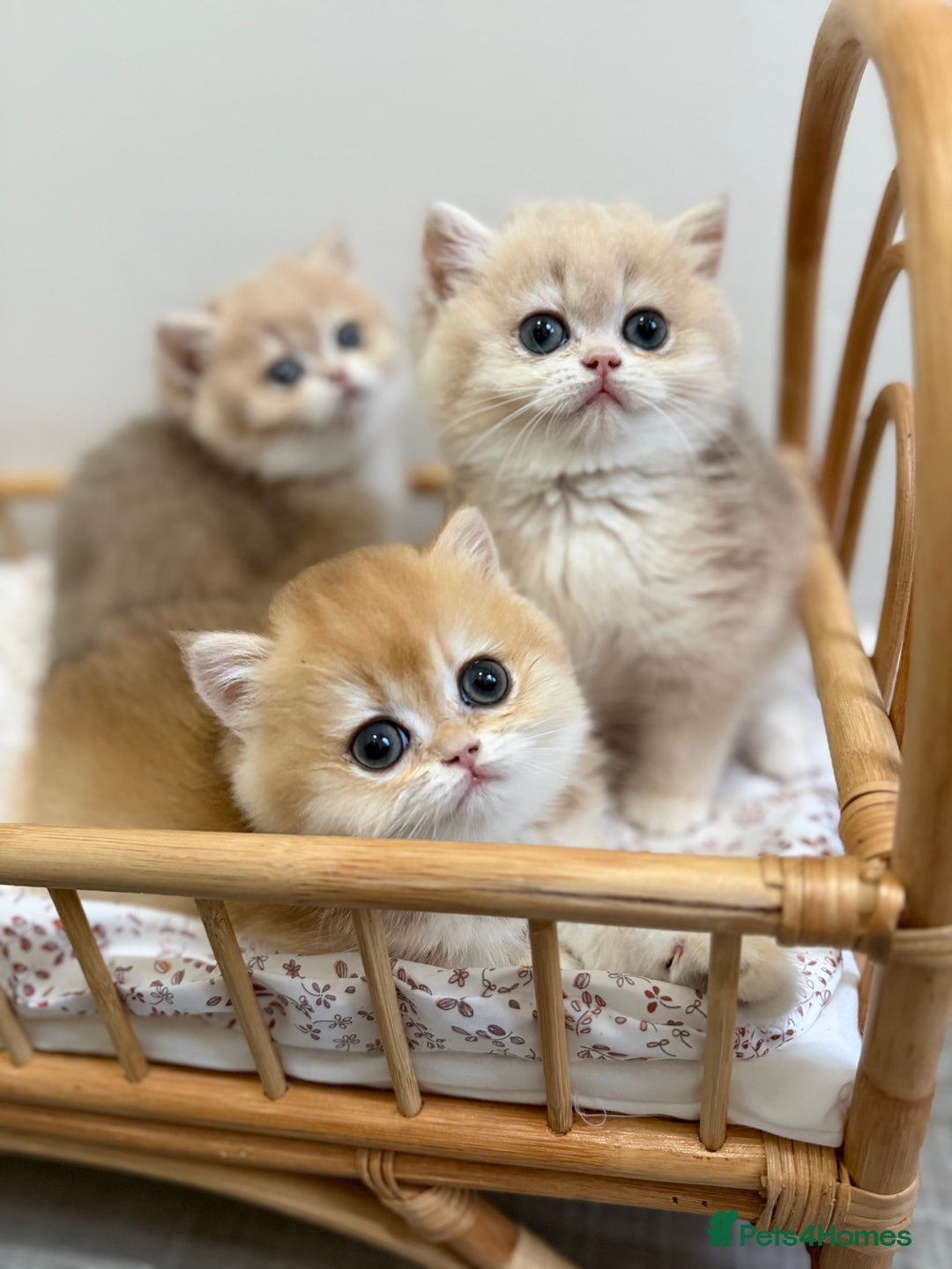 British Shorthair cats for sale: Golden Blue British Shorthair kittens - Advert 11