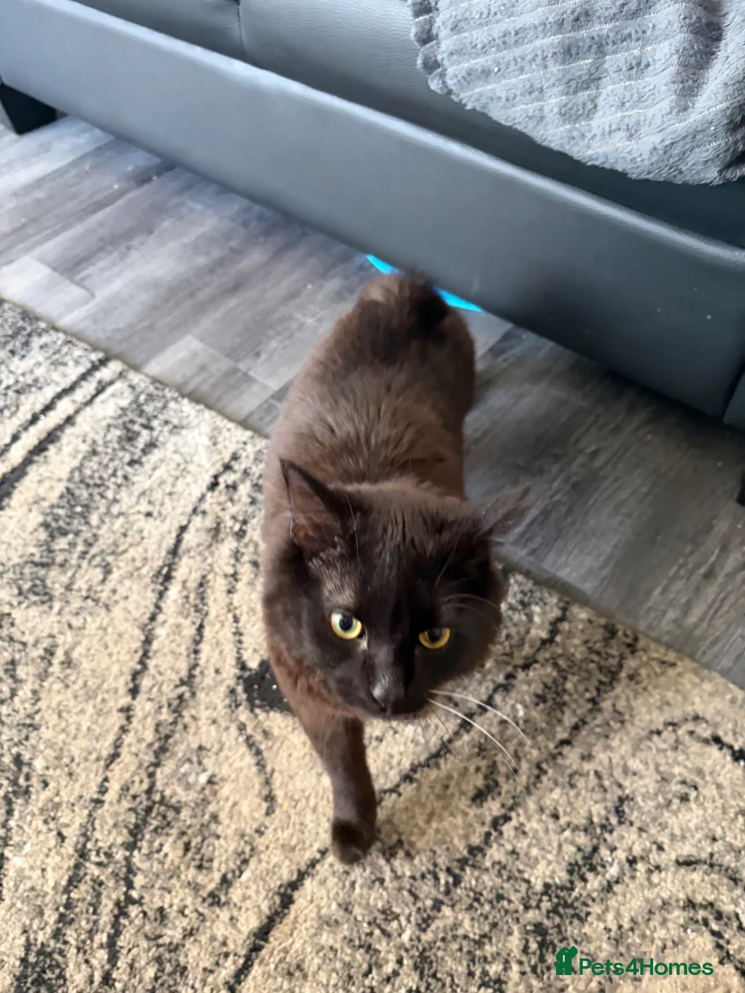 Manx cats for sale: Black male Manx cat  in Prenton - Advert 1