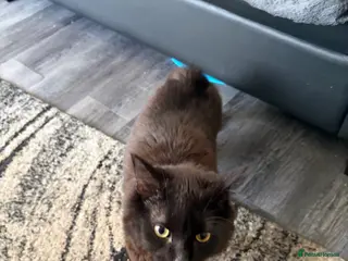 Manx cats Black male Manx cat - Advert 1