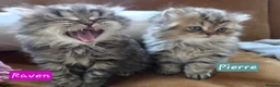 Persian cats for sale: Beautiful Persian Kittens – 2 Girls & 1 Boy - Advert 13