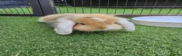 Mini Lop rabbits for sale: Beautiful mini lops for sale 💙🩷 - Advert 11