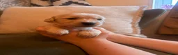 Golden Retriever dogs for sale: KC registered Golden Retrievers  - Advert 5