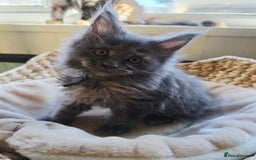 Maine Coon cats for sale: Two beautiful blue smoked mainecoon girls 4 sale  - Image 13