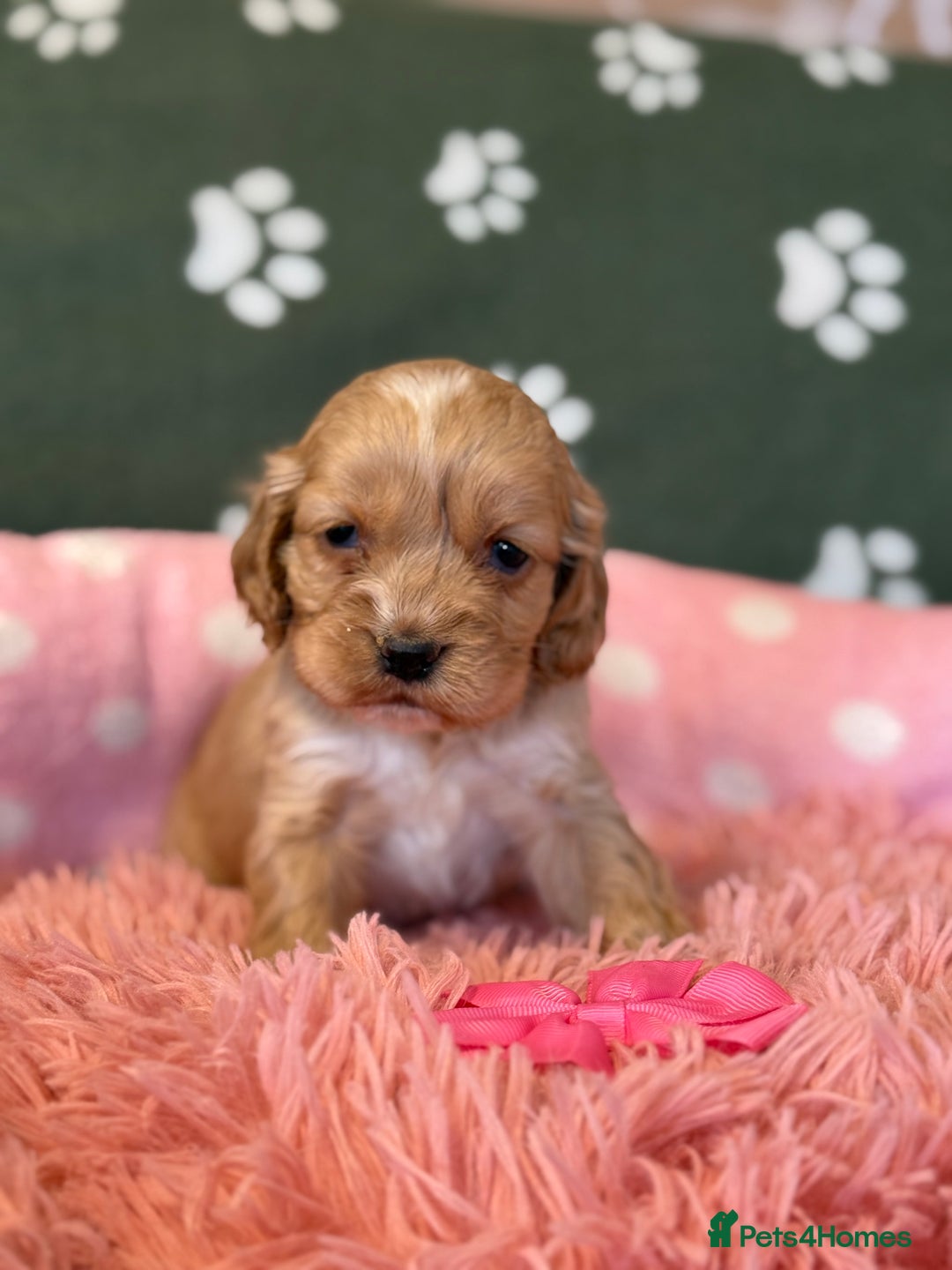 Cockapoo dogs for sale: F1 Cockapoo’s available  - Advert 9