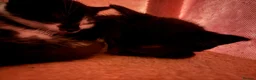 Mixed Breed cats for sale: Looking for their forever hone - Advert 3
