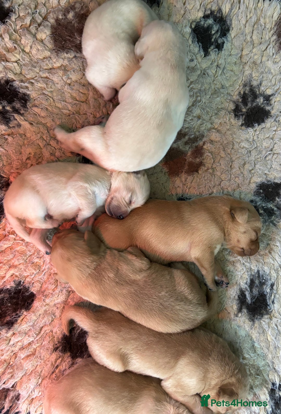 Labrador Retriever dogs for sale: Pretty Perfect Labrador Puppies- Ready in December - Image 4