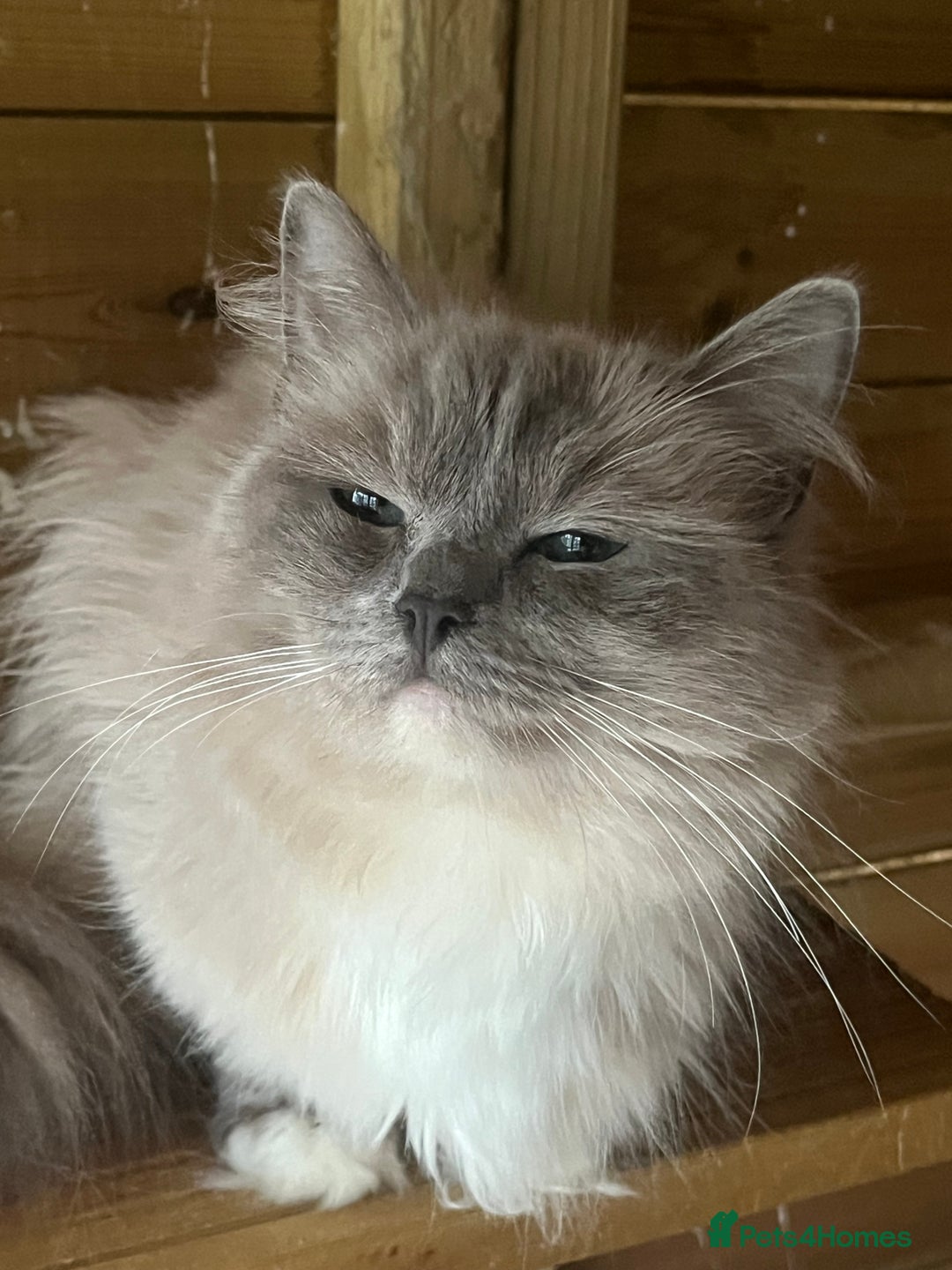 Ragdoll cats for sale: Gorgeous Tica female ragdoll kitten  - Advert 6