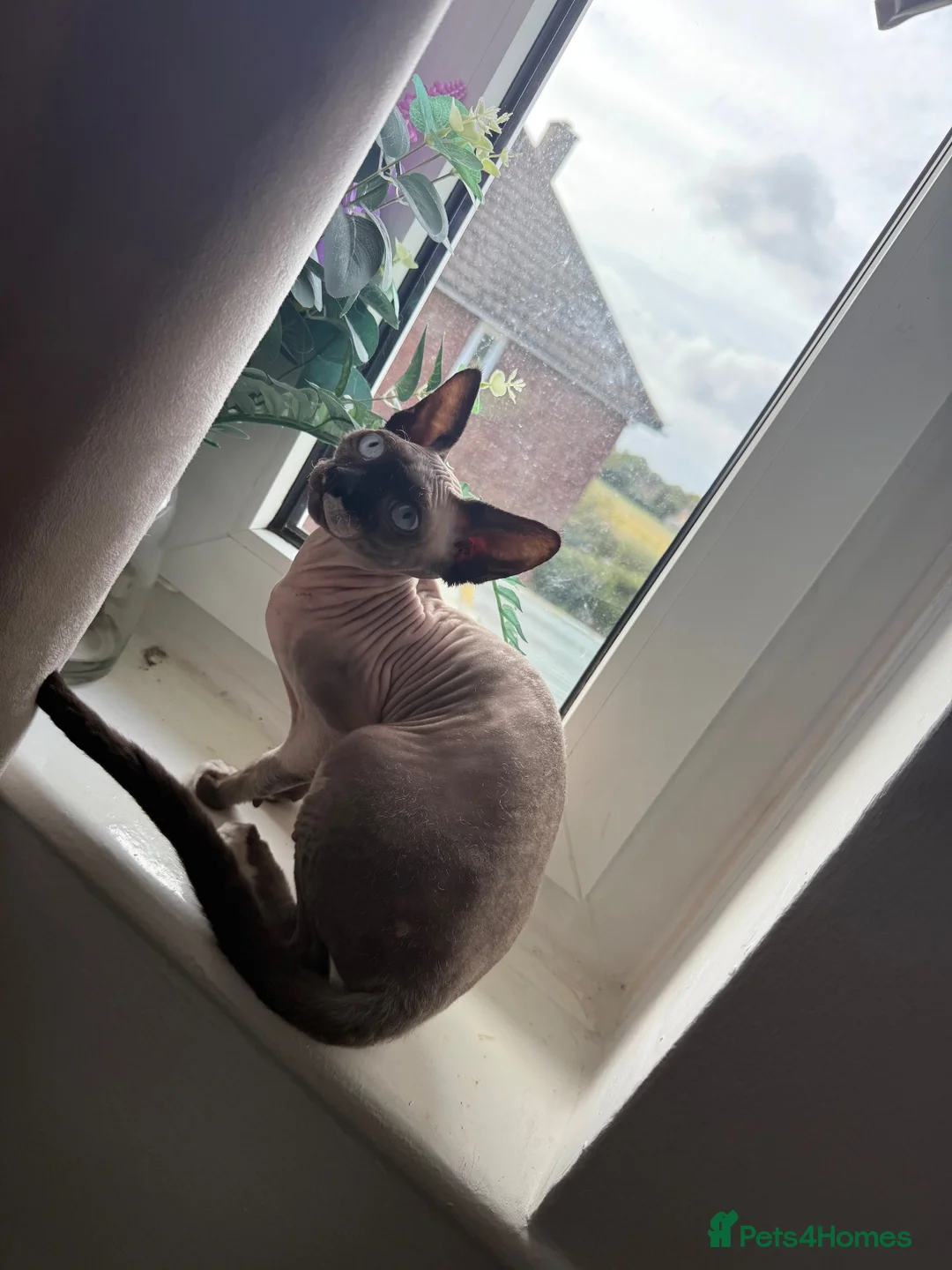 Sphynx cats for sale: 5 month old female Spynx kitten black and white - Advert 5