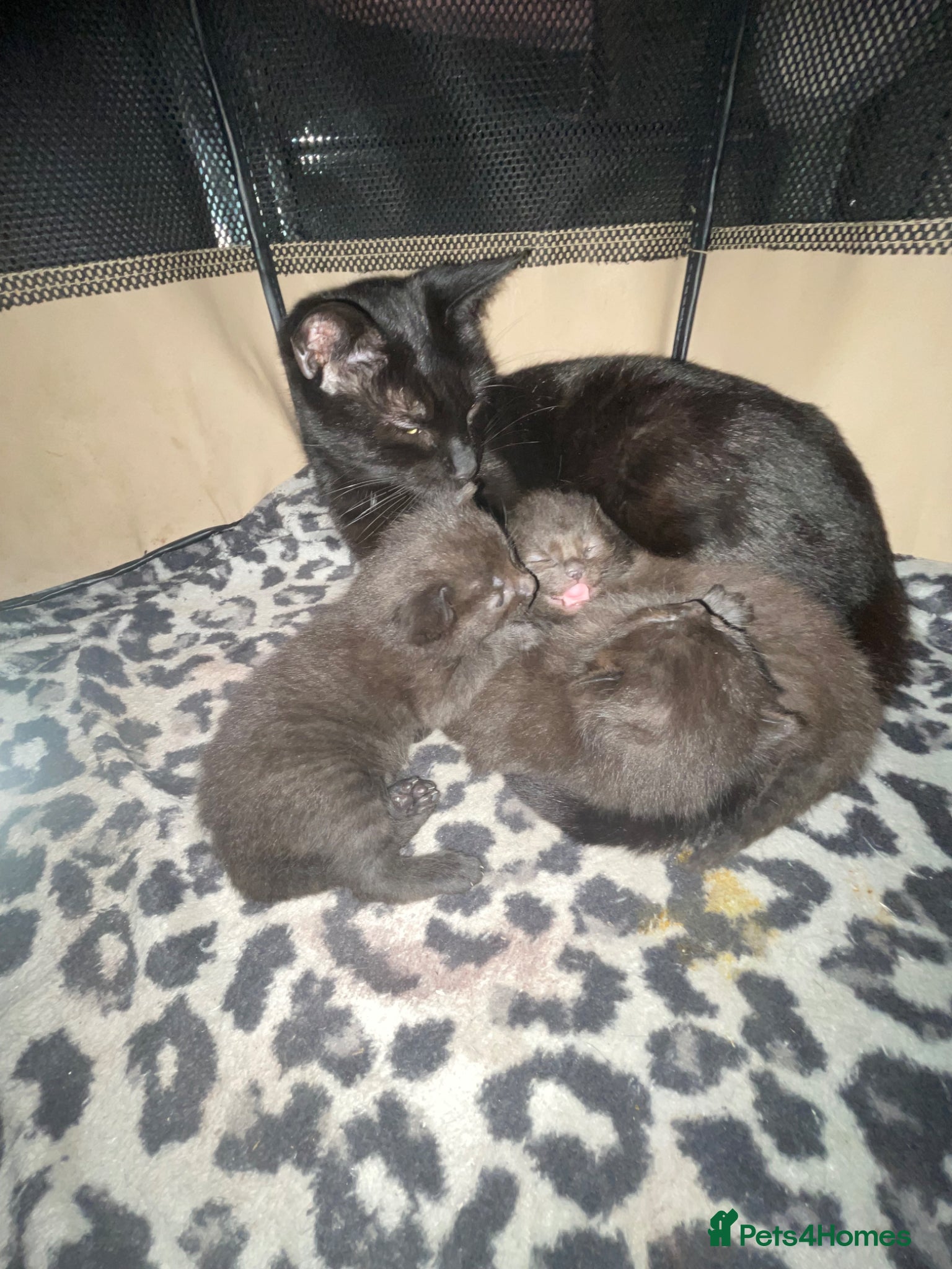 Mixed Breed cats All black boy looking for new home  - Advert 11