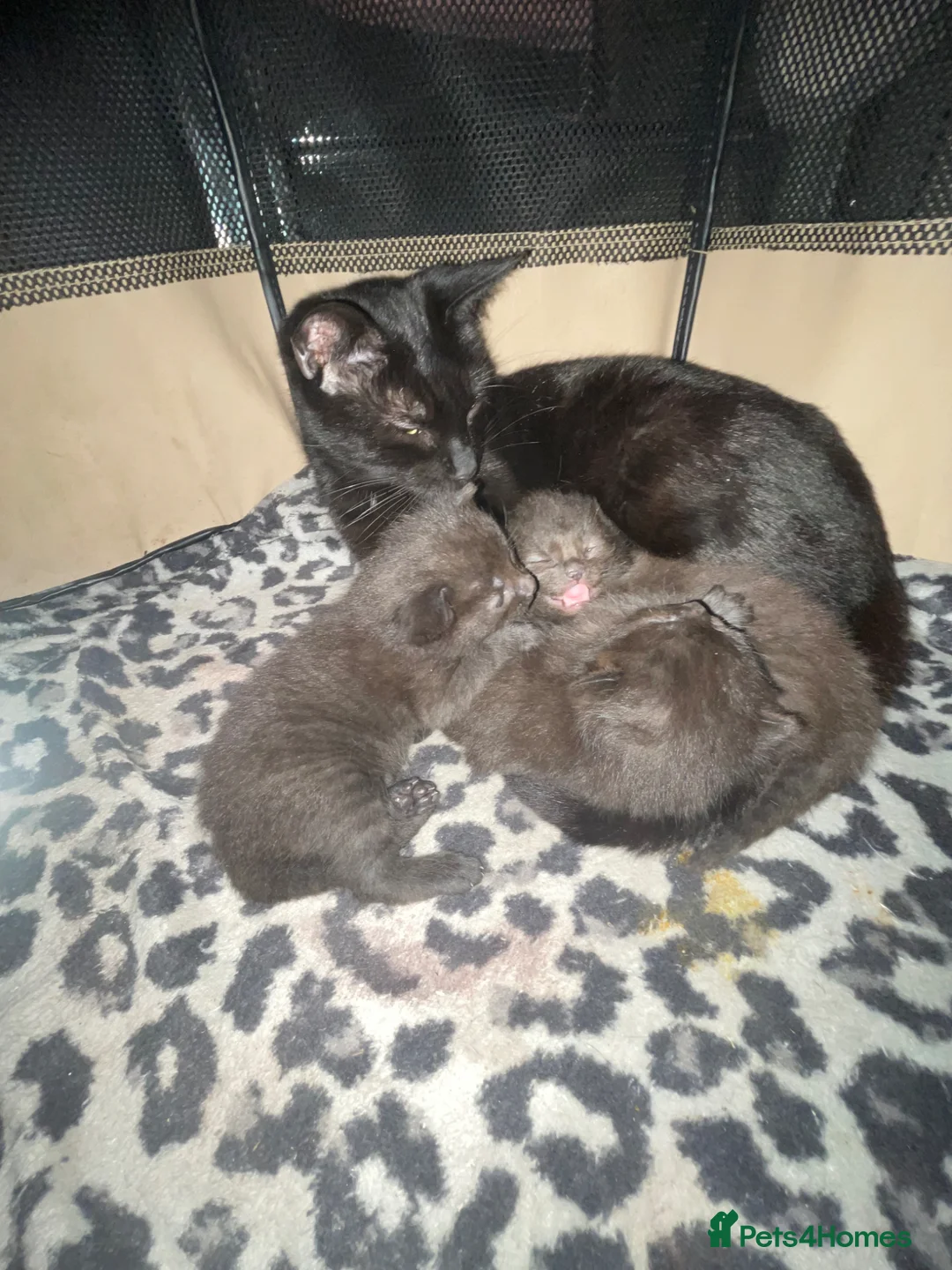 Mixed Breed cats for sale: All black boy looking for new home  in Windsor - Advert 1