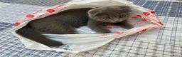 Scottish Fold cats for sale: Scottish fold  - Advert 13