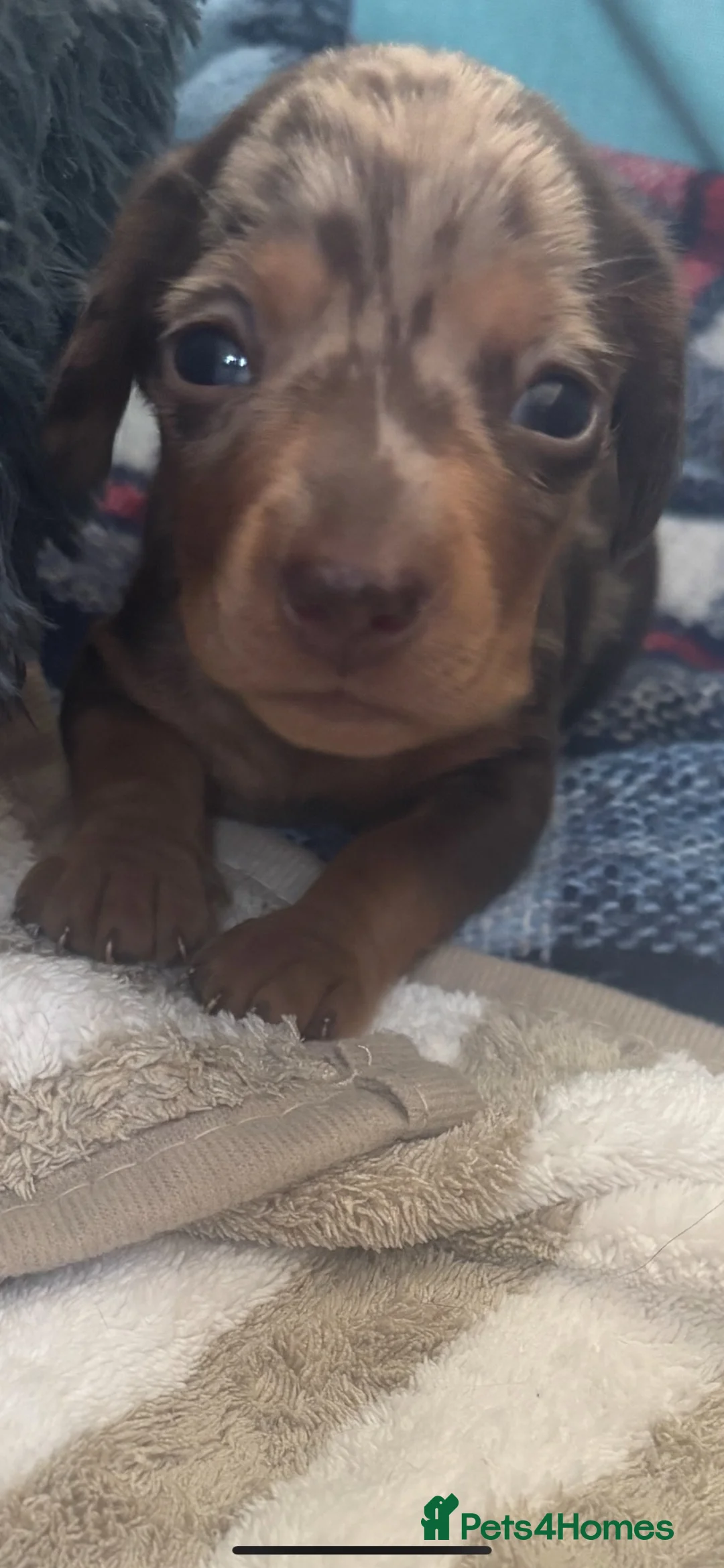 Miniature Dachshund dogs for sale: Beautiful dapple miniature dachshund puppies  in Whitby - Advert 2