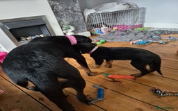 Rottweiler dogs for sale: Rottweiler puppy female  - Image 6