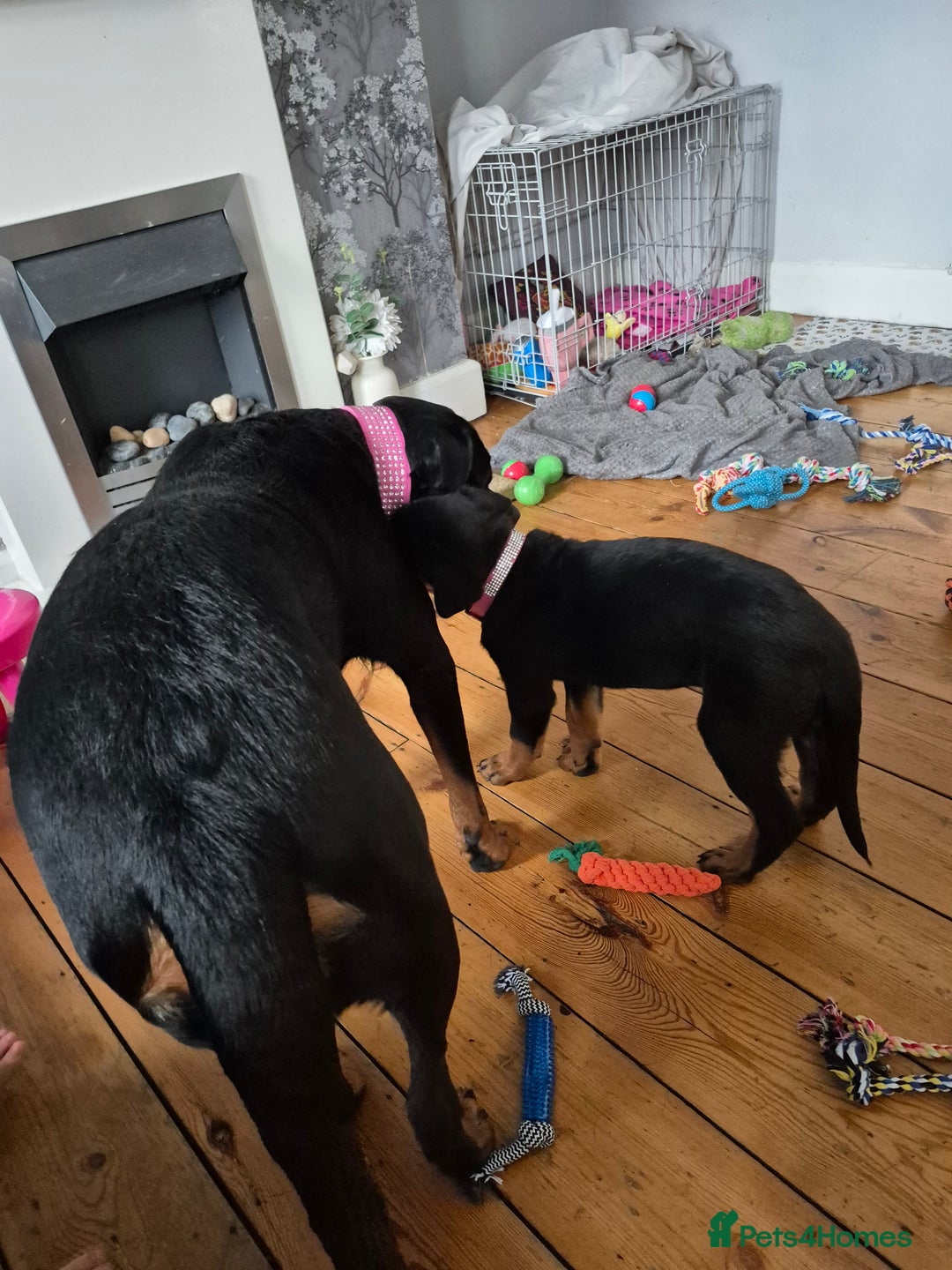 Rottweiler dogs for sale: Rottweiler puppy female  - Image 6