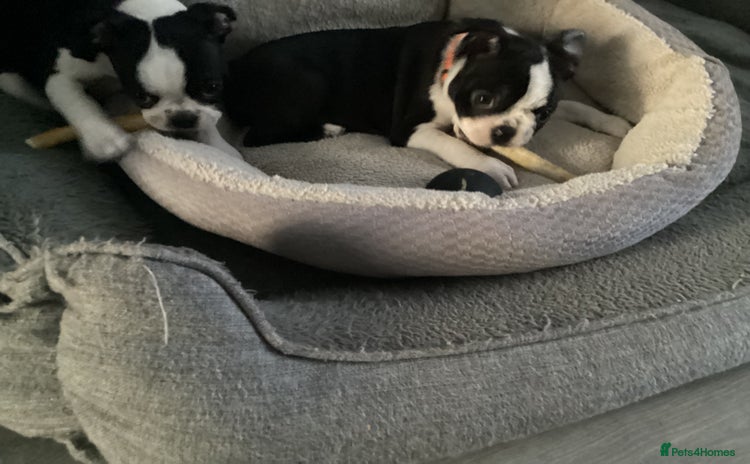 Boston Terrier dogs for sale - Advert 1