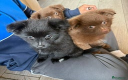 Pomeranian dogs for sale: Beautiful Pomeranian puppy’s 2 girls 1 boy.  - Image 13