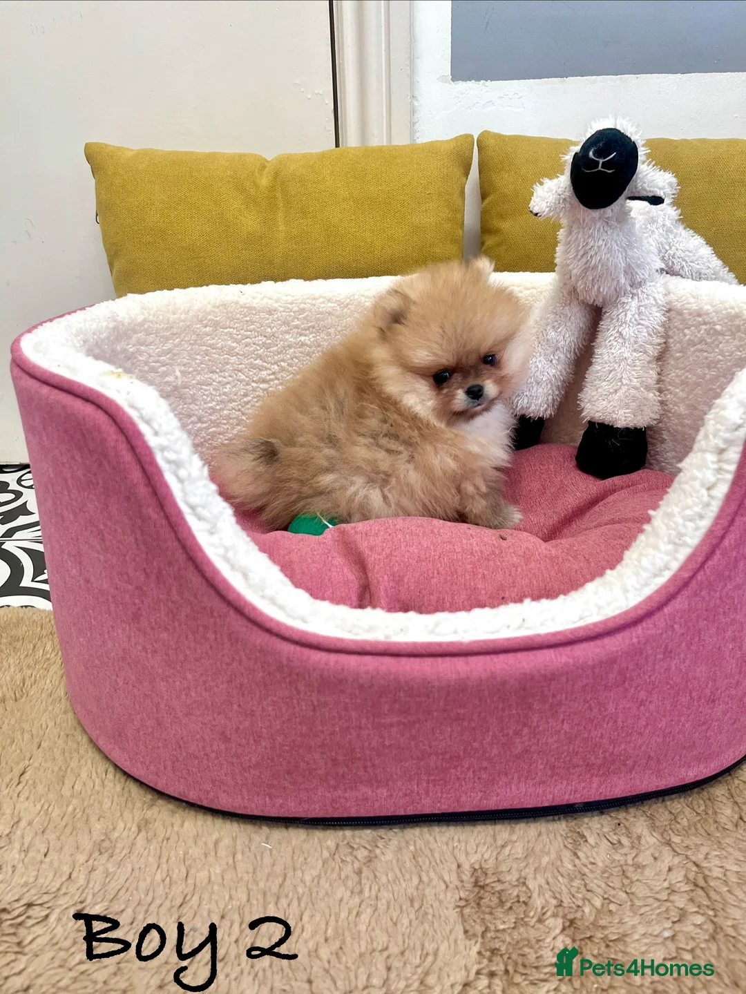 Pomeranian dogs for sale: Top Quality 🐻 Teddy Bears  - Advert 6