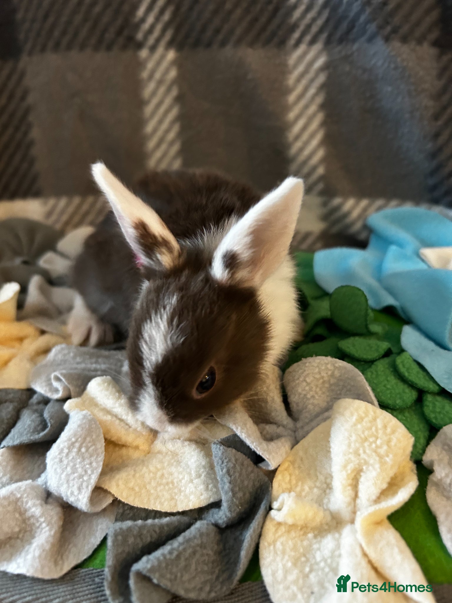 Mixed Breed rabbits for sale: Adorable baby rabbits ready for sale now - Advert 4