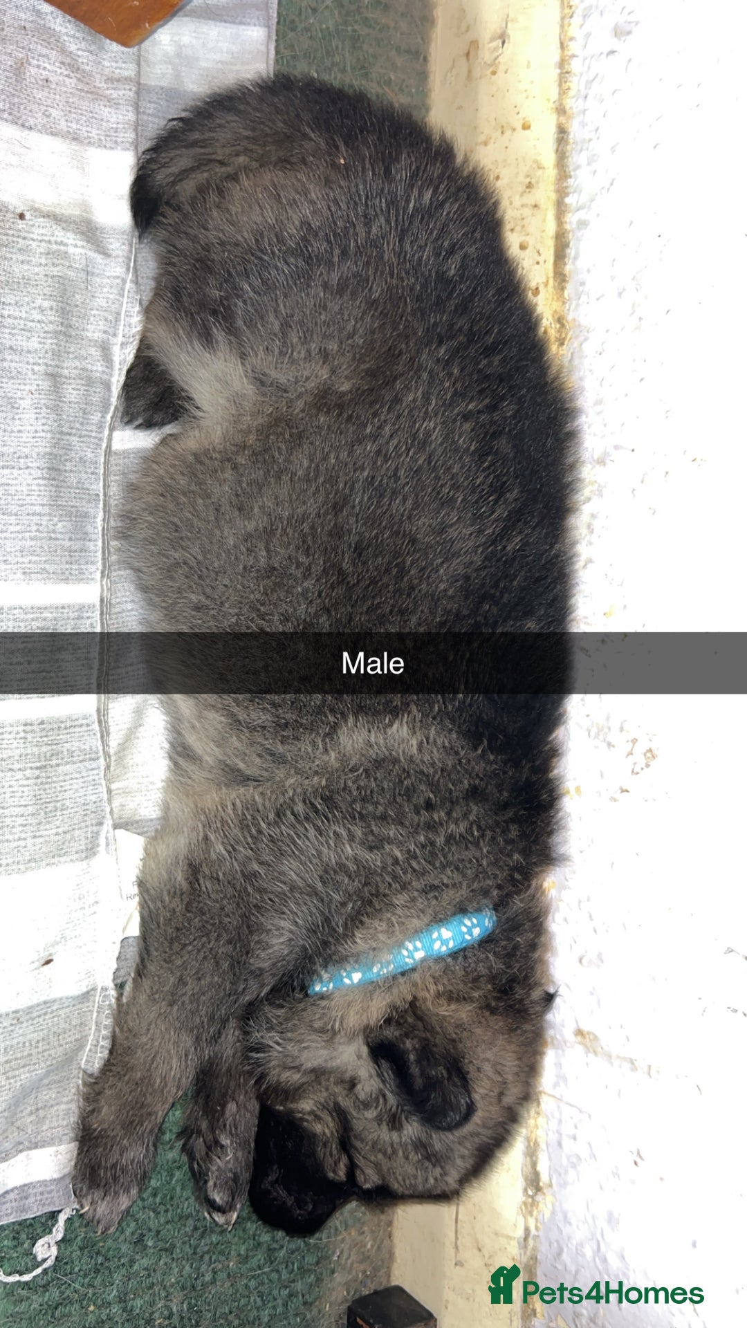 German Shepherd dogs for sale: 10 German Shepherd Puppy - Image 6