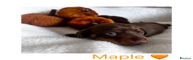 Maple 