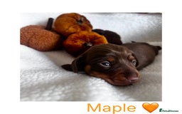 Miniature Dachshund dogs for sale: Miniature Smooth Dachshund Puppies  - Image 2