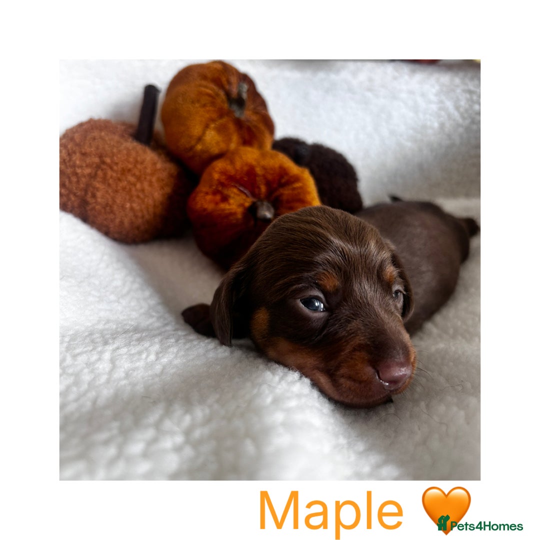 Miniature Dachshund dogs for sale: Miniature Smooth Dachshund Puppies  - Image 2