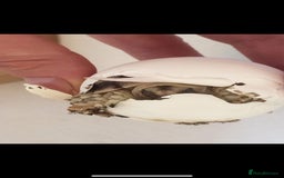 Tortoise reptiles for sale: Sulcata tortoise hatchlings  - Image 3