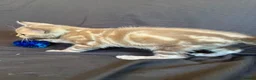 Bengal cats for sale: Stunning Snow Bengal Kittens - Advert 5
