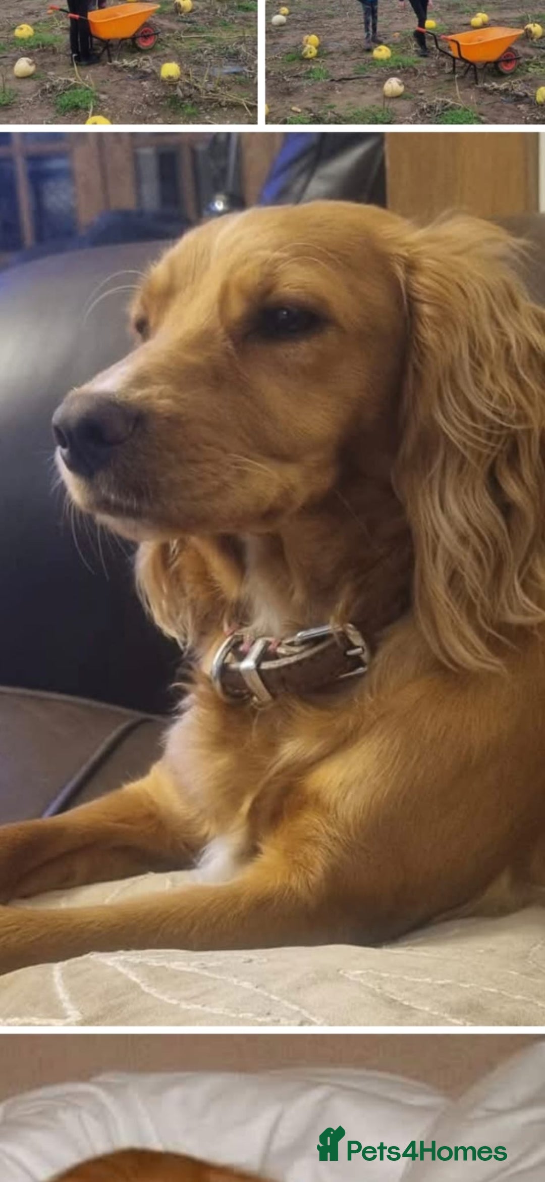 Cocker Spaniel dogs for sale: Working cocker spaniel boy - Image 22