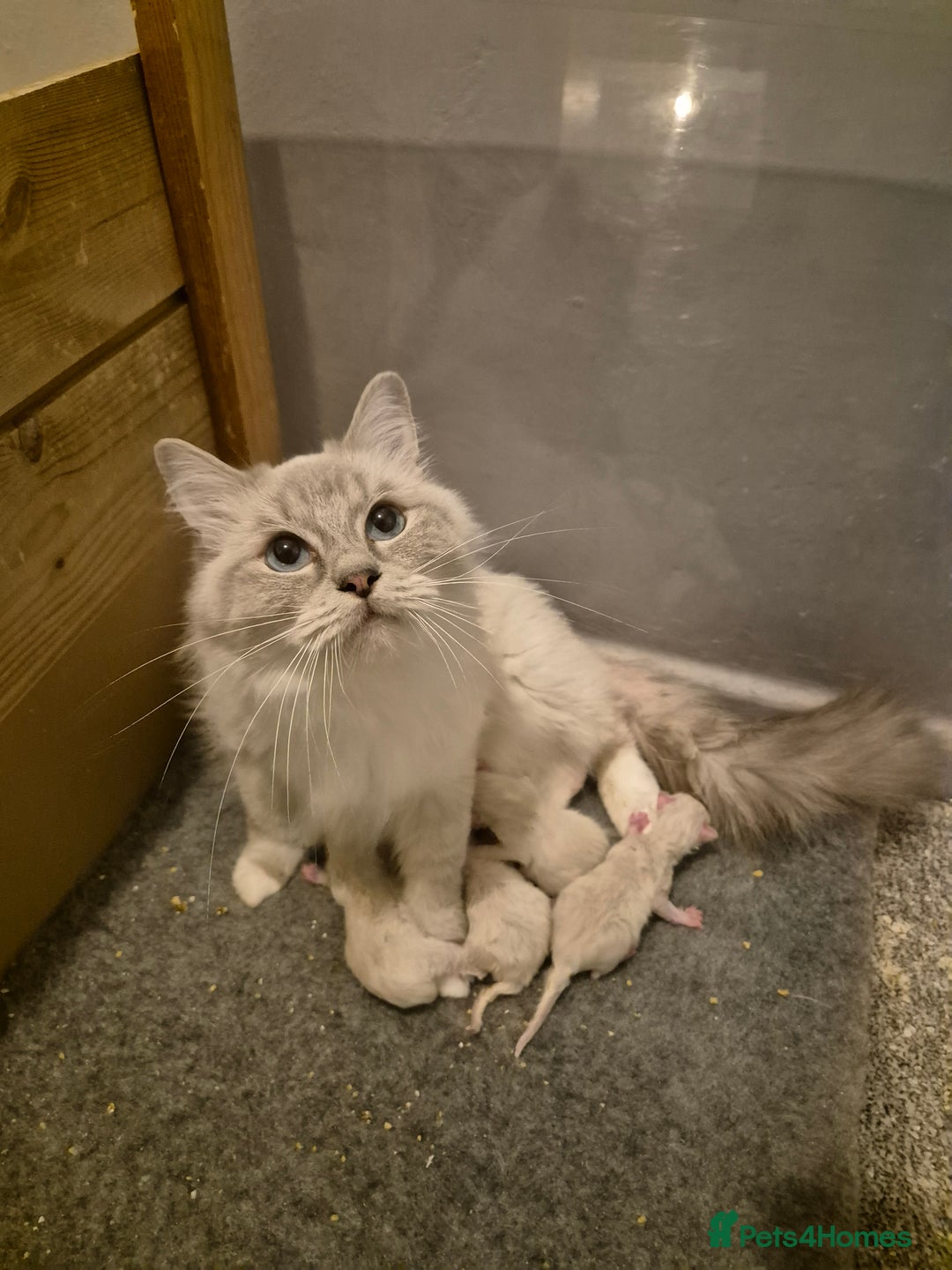 Ragdoll cats for sale: Ragdolls ready 10th January 26'💙 - Image 8